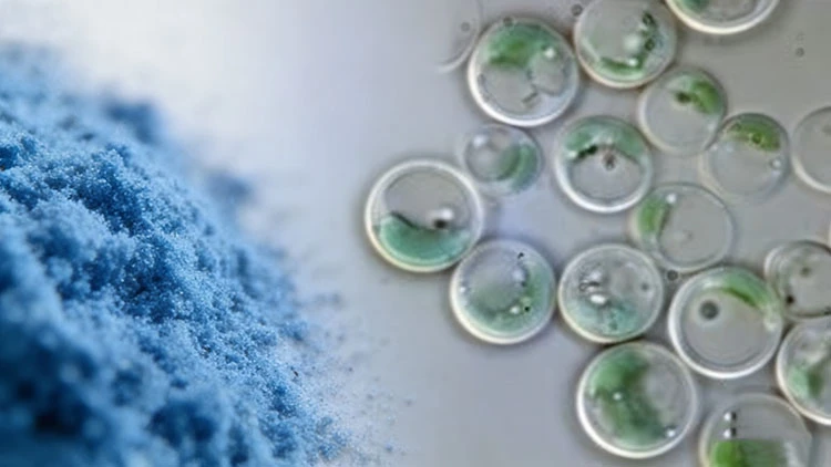 Galdieria-Extract-Blue Galdieria-Extract-Blue